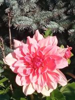 id313190, 25 из г. Киев