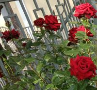 frejdessa, 30 из г. Днепр