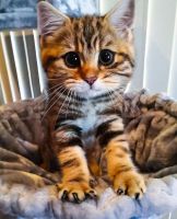 id319336, 41 из г. Нижний Новгород