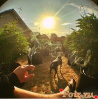 id322647, 19 из г. Харьков