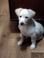 id325300, 35 из г. Белая Церковь