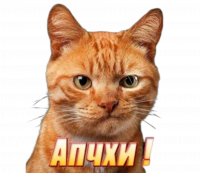 АПЧХИ, 48 из г. Балашиха