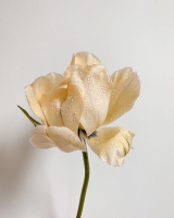 id329702, 29 из г. Саяногорск 