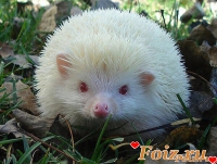 мышонка, 39 из г. Харьков