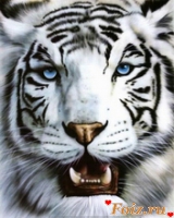 тигра, 34 из г. Светловодск