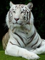 -Bengalski_tiger-, 18 из г. Береговое