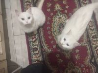 Артемочка, 19 из г. Киев