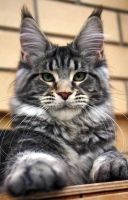 Asim1998, 28 из г. Исфана 