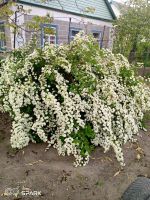 Krasawa)), 39 из г. Калач