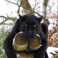 Коше_нятко, 20 из г. Киев