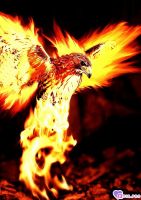 fenix2007, 19 из г. Ашхабад
