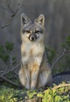 Lis_Yuli, 38 из г. Иваново
