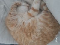 Ligaloss, 33 из г. Белгород-Днестровский