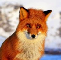 Викинг, 56 из г. Ашхабад