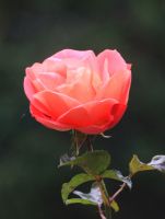 Rostik19, 19 из г. Каспийск