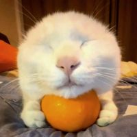 Нell_Cat, 74 из г. Донецк 