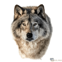 lone_wolf, 47 из г. Черкассы