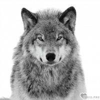 _wolf_, 43 из г. Ереван