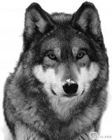 lone_wolf80, 45 из г. Ираклион