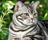 Мурка-47, 47 из г. Шевченково