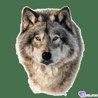 _lone_wolf_-, 45 из г. Дзержинск 