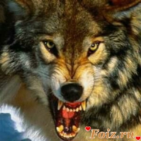 VOLCHARA-id44149, 43 из г. Благовещенск Амурская обл