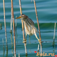 id48316, 40 из г. Городище Волгоград