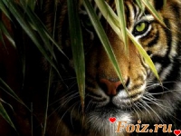 торето-id48397, 35 из г. Киев