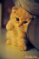 id53294, 31 из г. Донецк 