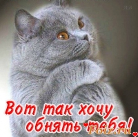 kot3128-id56345, 61 из г. Саяногорск