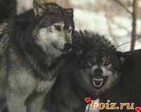 Volk2-id57808, 40 из г. Донецк 