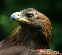 id62497, 14 из г. Харьков