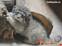 id69281, 14 из г. Кингстон