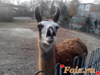 id70874, 51 из г. Харьков