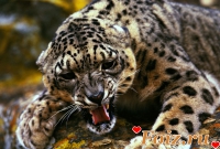 id74098, 14 из г. Киев