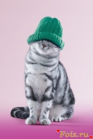 id92303, 35 из г. Москва