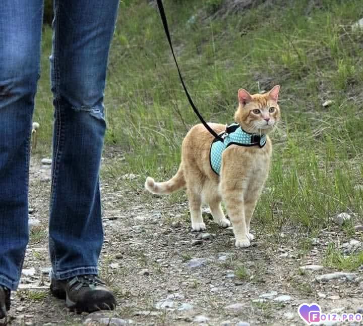 vse-oni-ponimajytskazatjq-slovami-ne-mogut