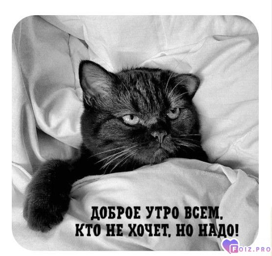 vse-v-jetom-mire-sueta-ostanovisjq-pogladjq-kotax