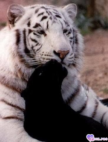 moya-ljybima-pantera