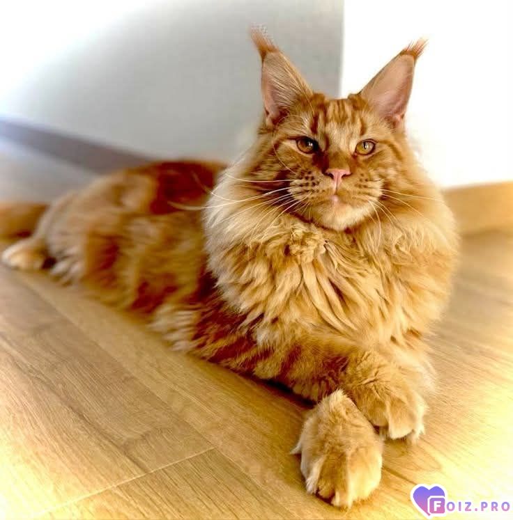 smeyalasjq-do-slezy-a-vy