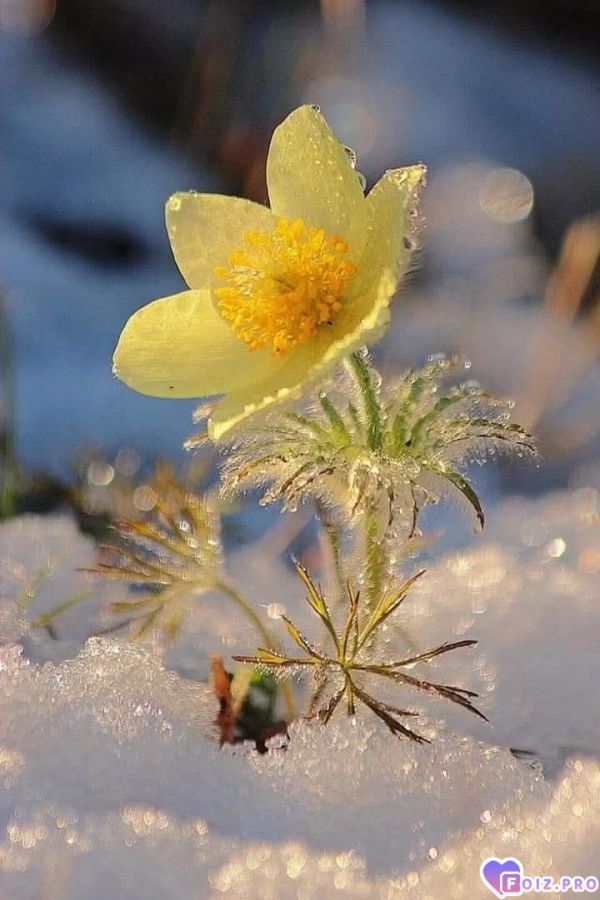 posledniq-denjq-zimy