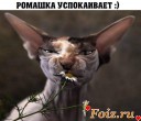 Скрин...