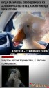 Скрин...