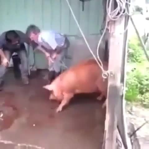 чуть не прибил мясника