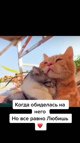 котюни