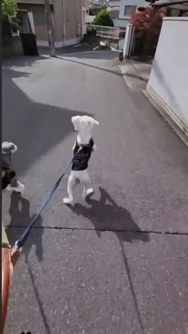 WhatsApp_Video_2024-05-19_at_09_45_47