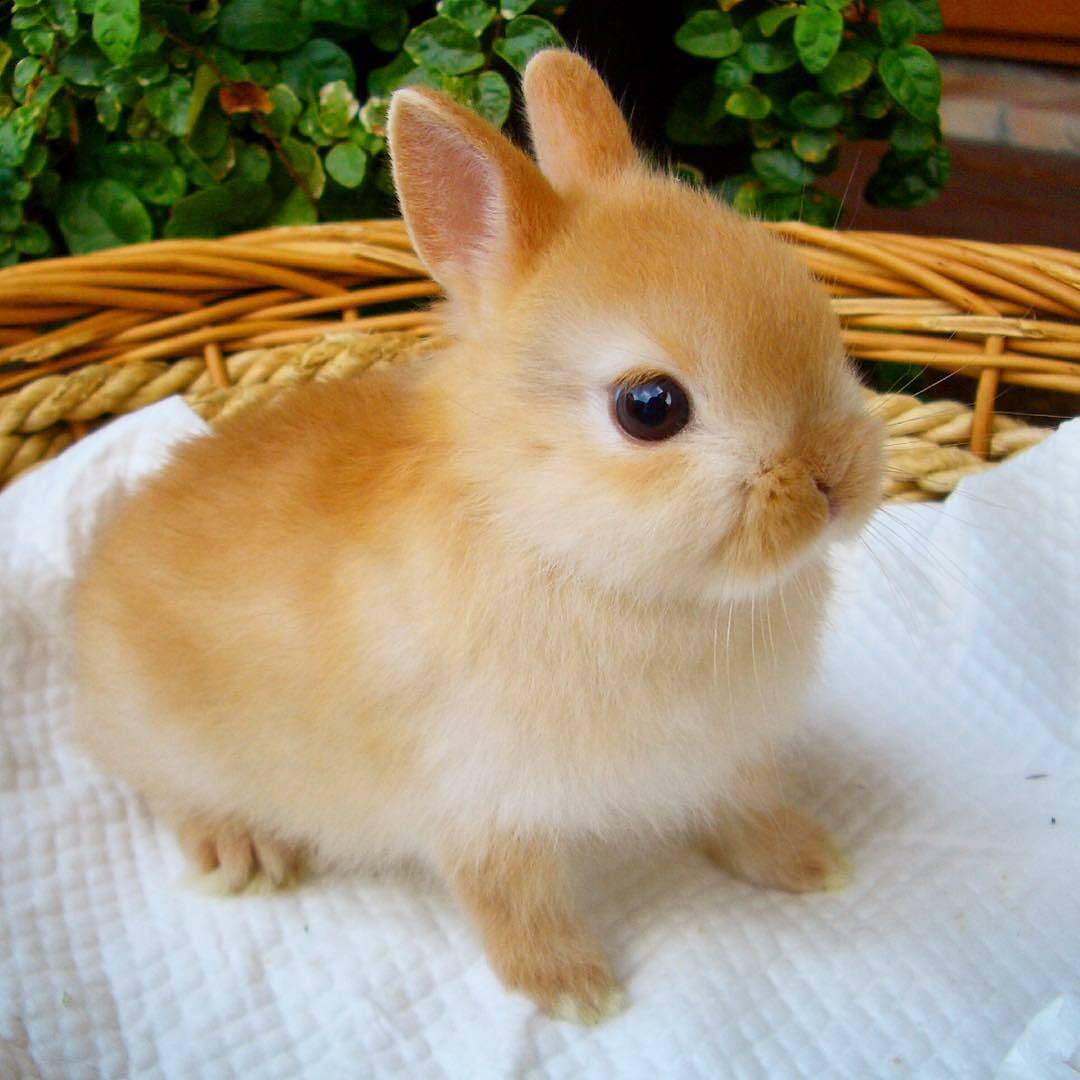 Порода маленьких кроликов. Кролики домашние. Кролики маленькие домашние. Кролик домашний рыжий. Животное похожее на кролика.