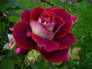 images_11
