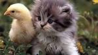 images_15