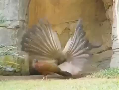 Птичка